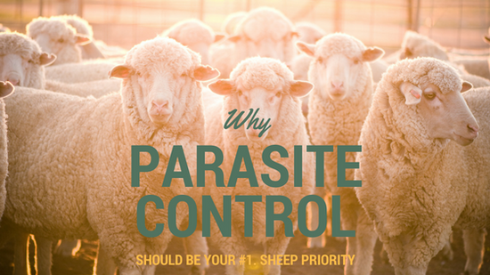 Why parasite control should be your number one sheep priority.